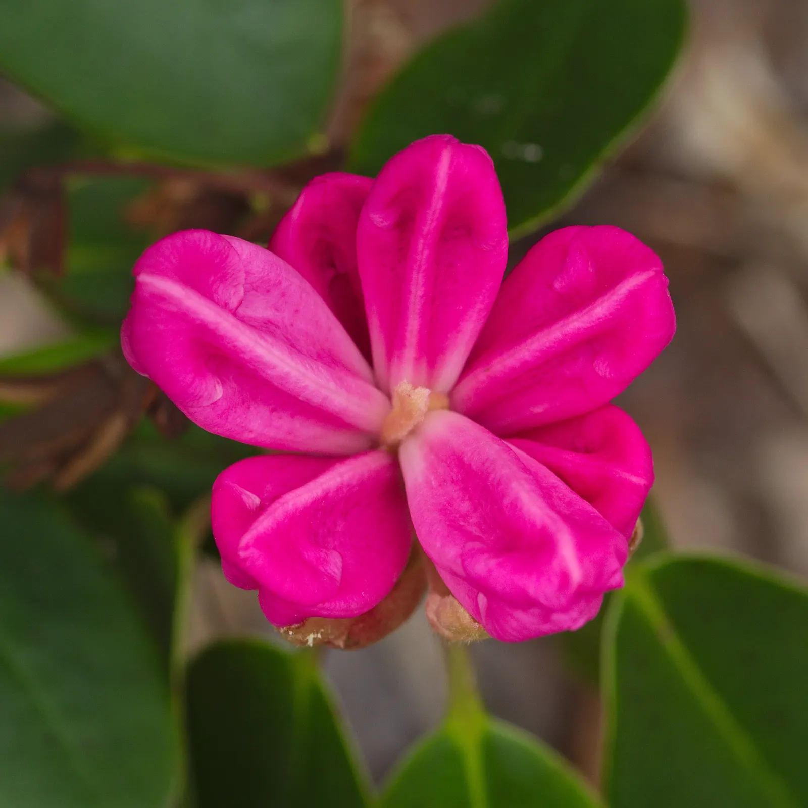 Catawba Rhododendron (Rhododendron Catawbiense) — Each trumpet-shaped flower spans roughly 1.5 to 2 inches across