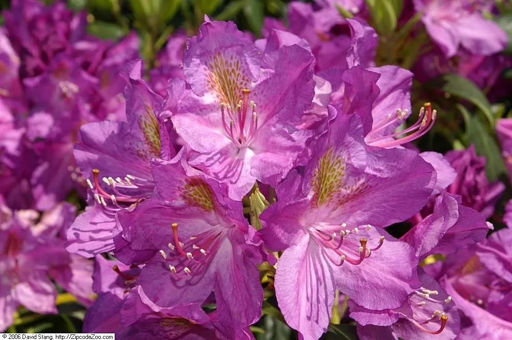 Catawba Rhododendron (Rhododendron Catawbiense) — and consider its water needs; this species is well-adapted to a variety of conditions