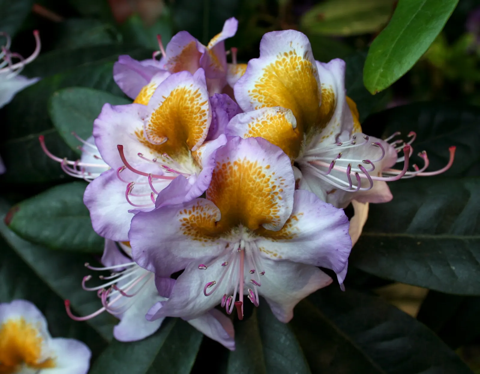 Catawba Rhododendron (Rhododendron Catawbiense) — shrub for half or shade