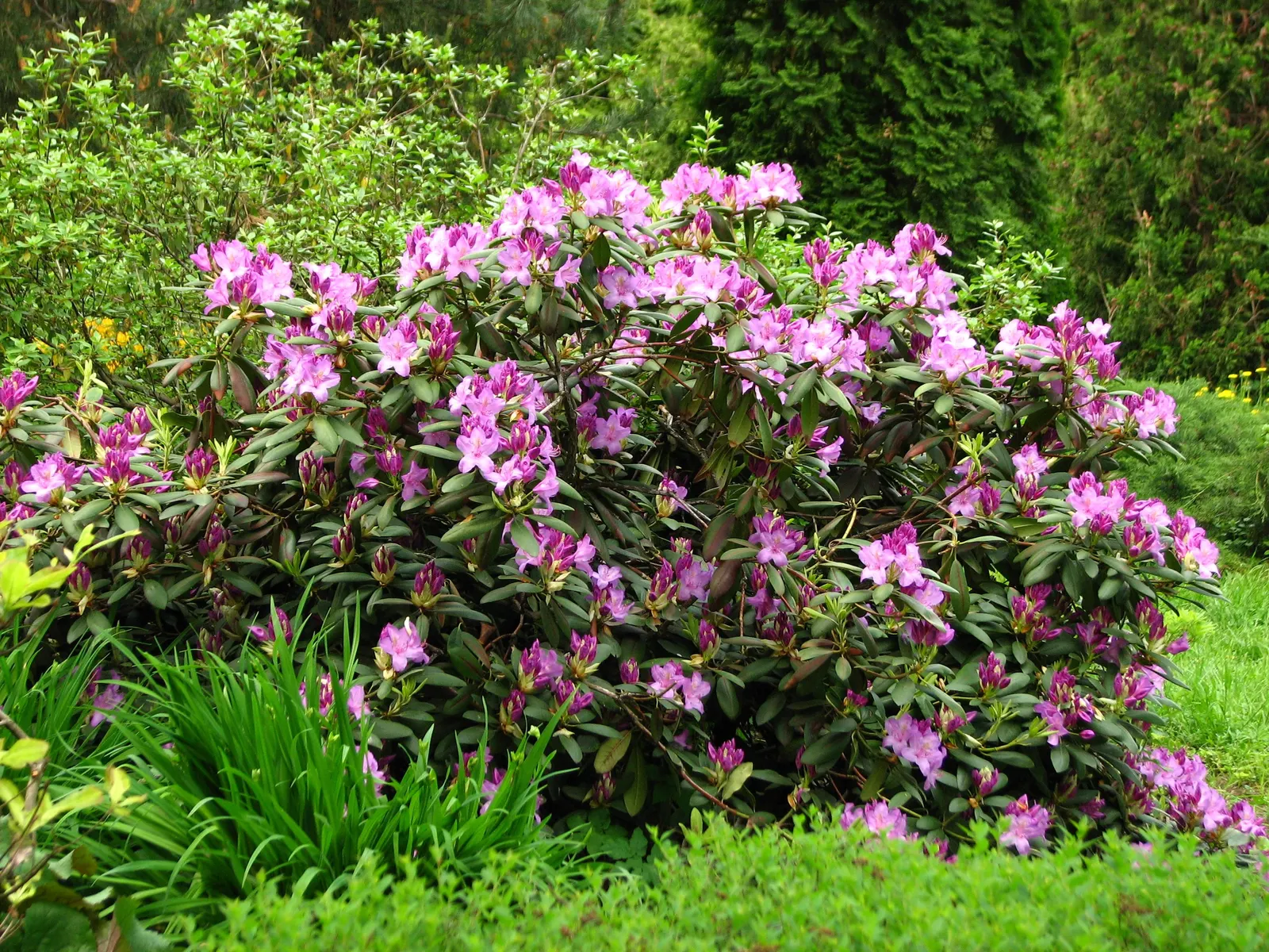 Catawba Rhododendron (Rhododendron Catawbiense) — When designing your landscape
