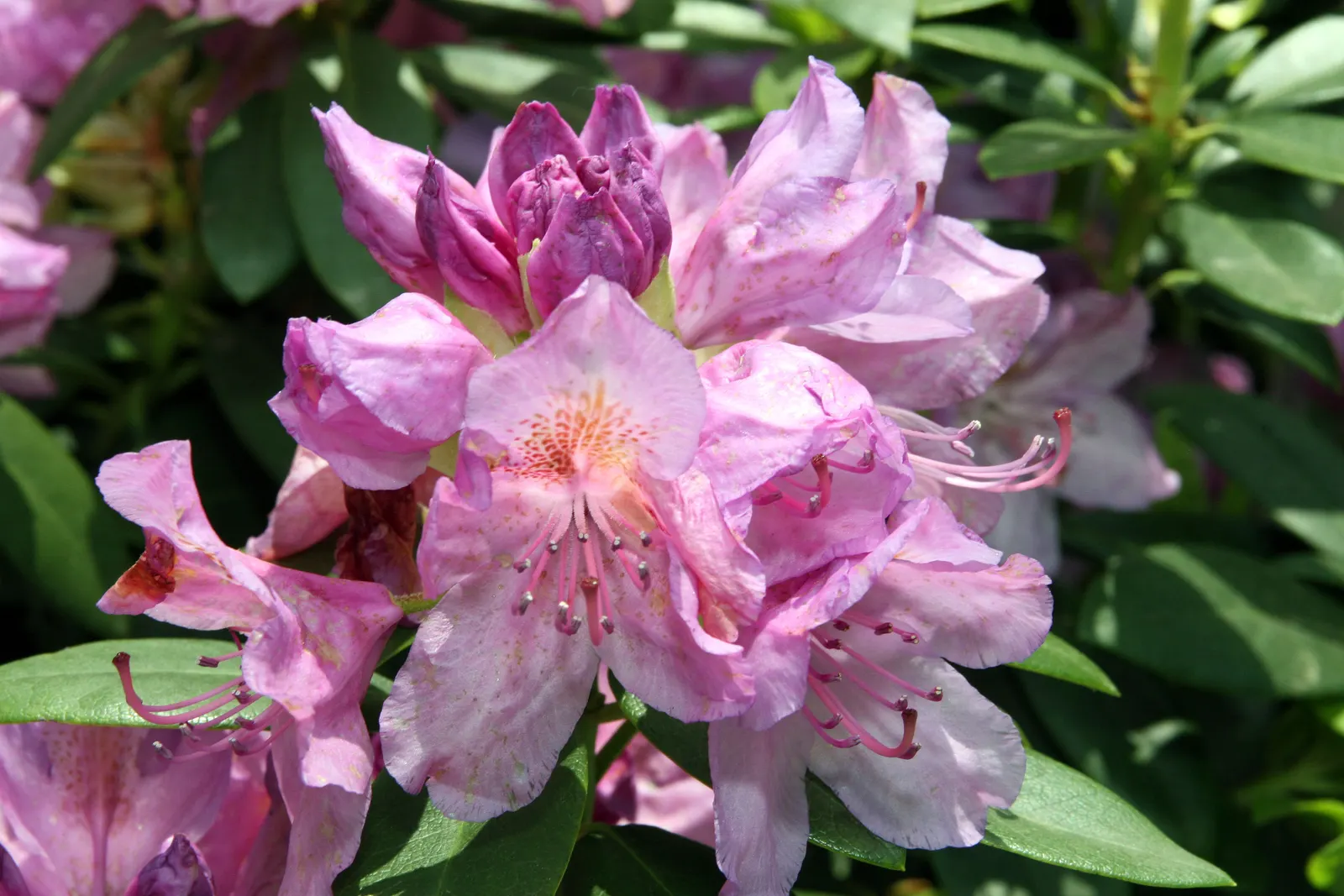 Catawba Rhododendron (Rhododendron Catawbiense) — Each trumpet-shaped flower spans roughly 1.5 to 2 inches across, image 41