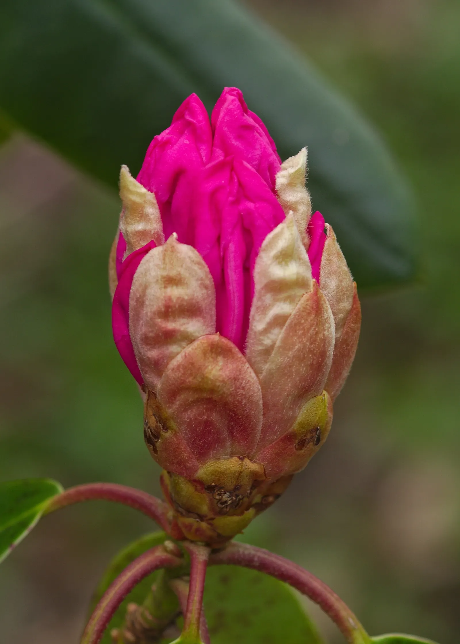 Catawba Rhododendron (Rhododendron Catawbiense) — It prefers dappled sunlight but can tolerate various light conditions, from full sun to partial shade