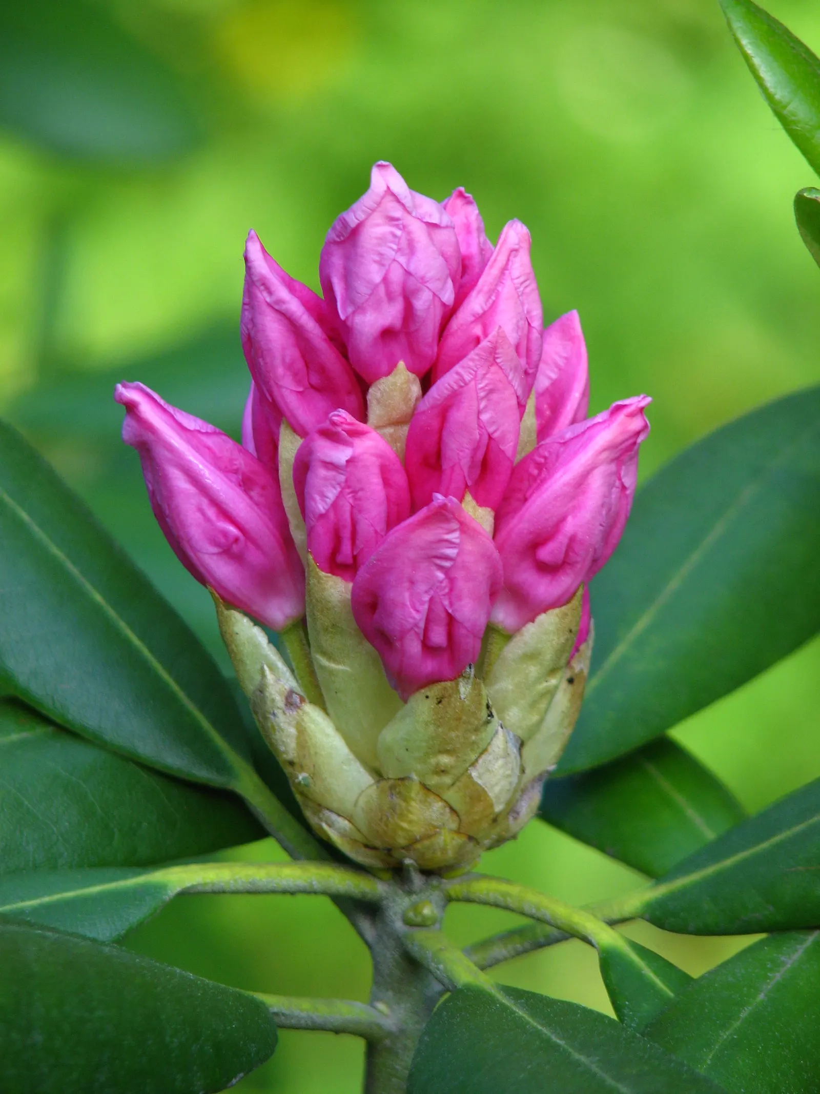 Catawba Rhododendron (Rhododendron Catawbiense) — Native to the Southern Appalachians