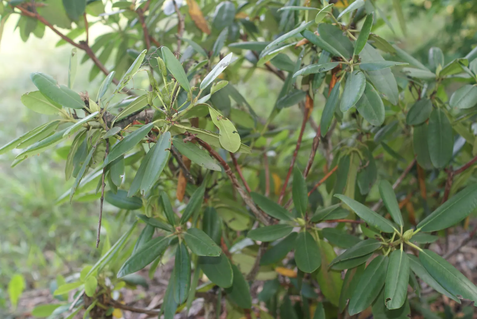 Catawba Rhododendron (Rhododendron Catawbiense) — leathery leaves providing year-round interest