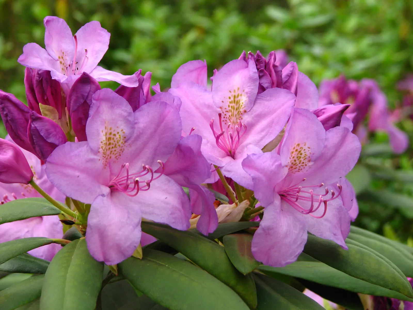 Catawba Rhododendron (Rhododendron Catawbiense) — Thriving in USDA zones 4-8, it bears clusters of vivid purple blooms in late spring; it prefers dappled