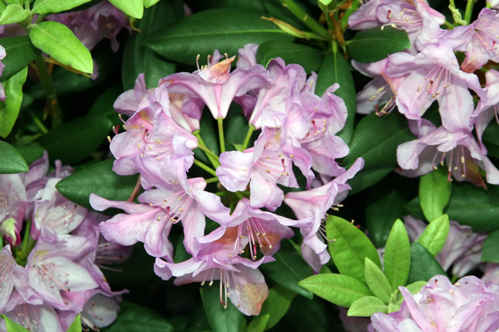 Catawba Rhododendron (Rhododendron Catawbiense) — It prefers dappled sunlight but can tolerate various light conditions, from full sun to partial, image 45