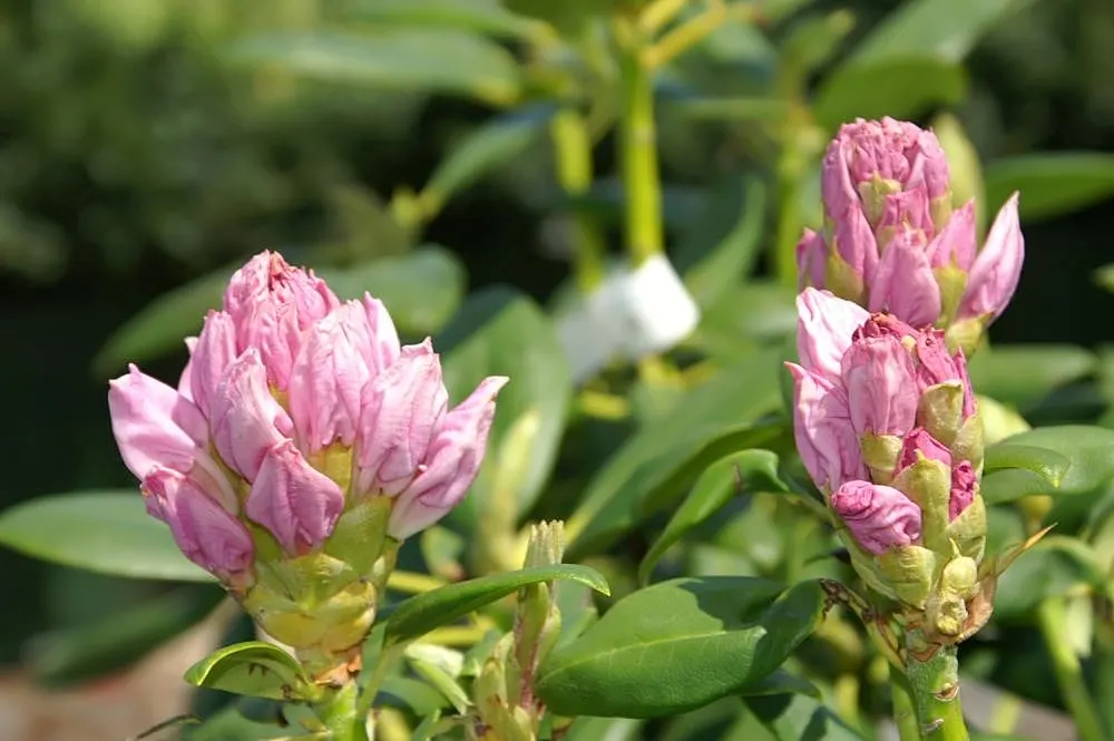 Catawba Rhododendron (Rhododendron Catawbiense) — ensuring consistent moisture without waterlogging the roots