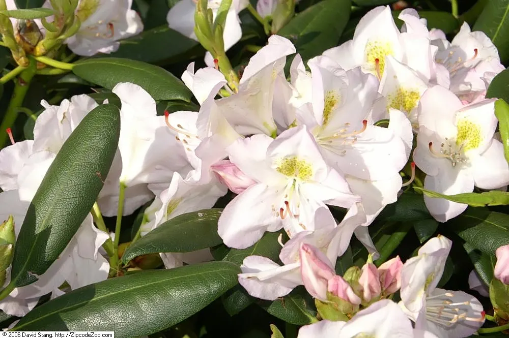 Catawba Rhododendron (Rhododendron Catawbiense) — clustering in globular trusses of 15 to 20