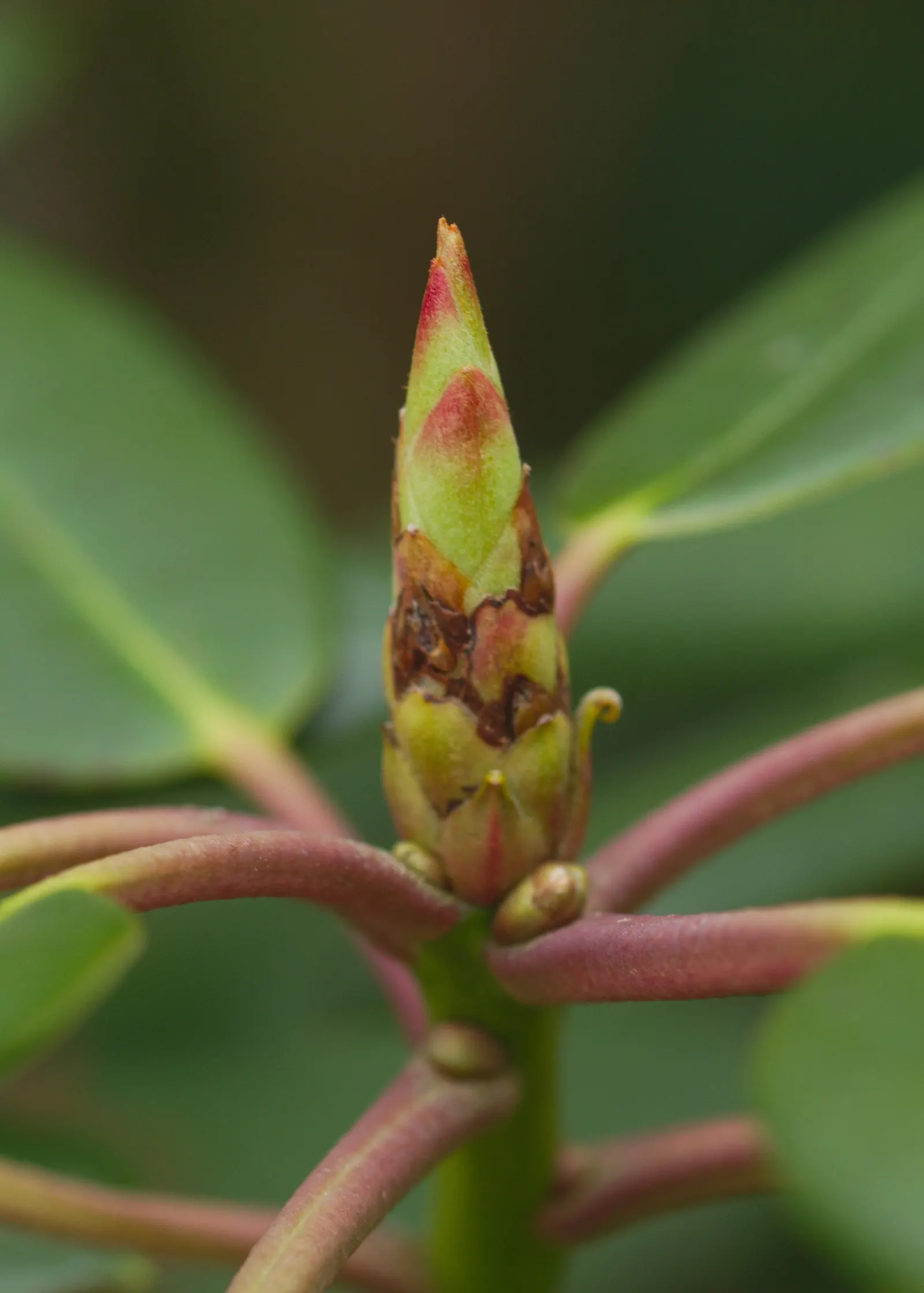 Catawba Rhododendron (Rhododendron Catawbiense) — Its sturdy nature is complemented by dark, leathery leaves that measure around 4 to 6 inches long