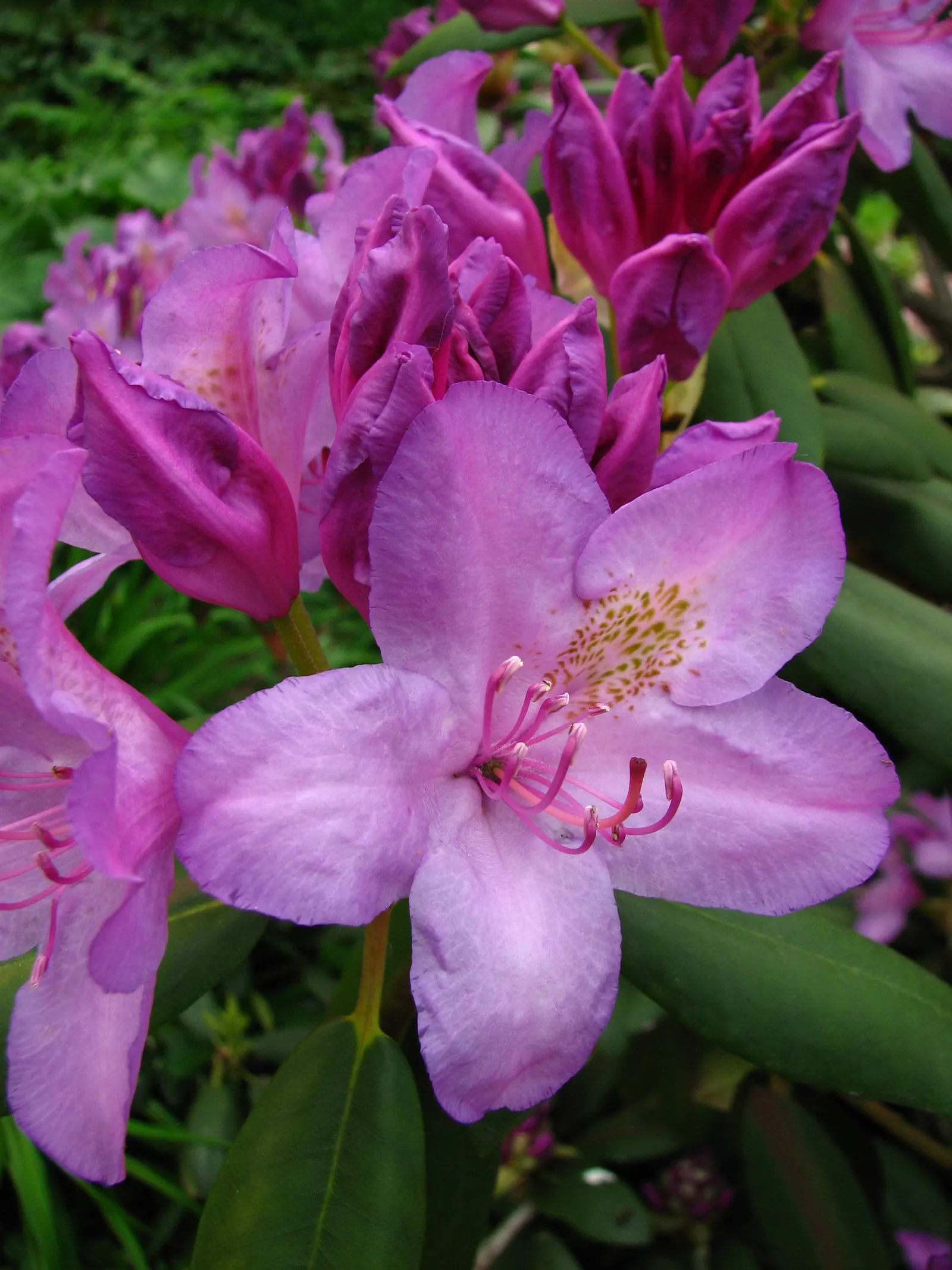 Catawba Rhododendron (Rhododendron Catawbiense) — deep green leaves provide a rich backdrop to the plant's showy blooms