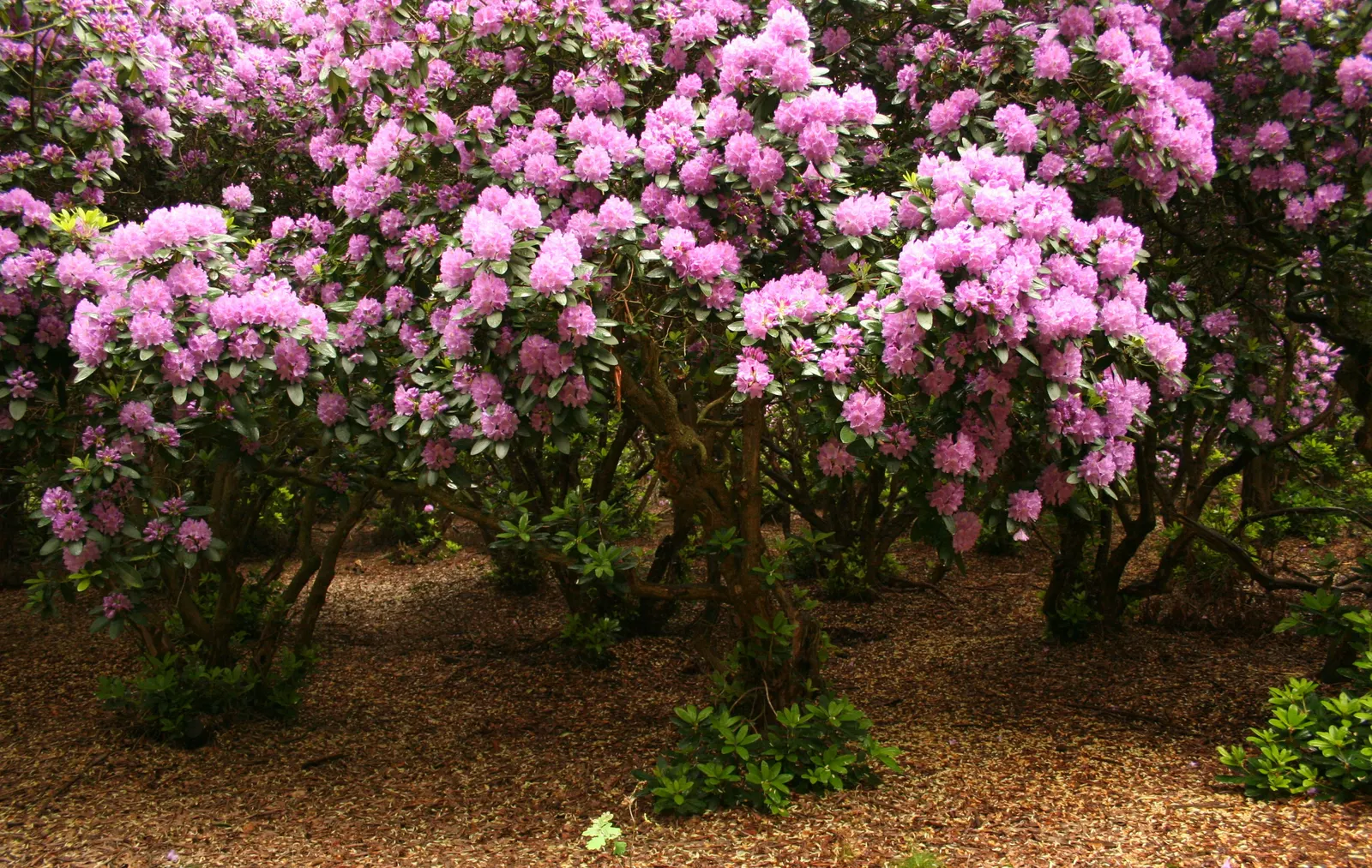 Catawba Rhododendron (Rhododendron Catawbiense) — shrub with pink blooms; this rhododendron thrives in well-drained