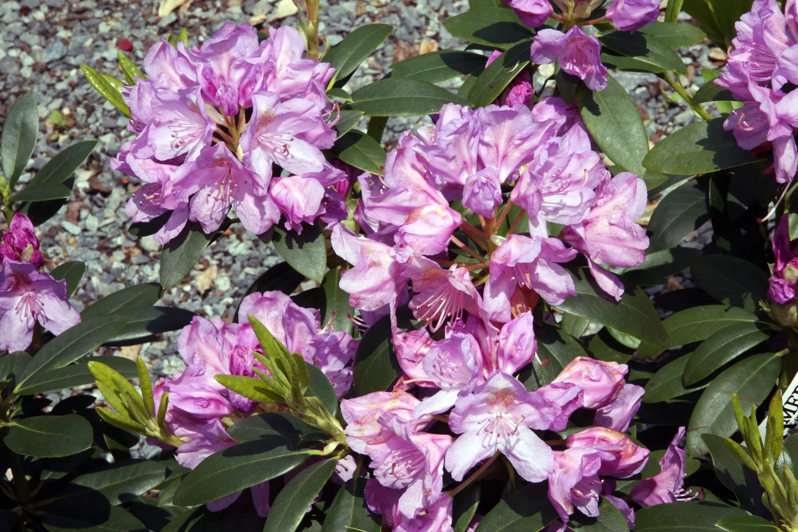 Catawba Rhododendron (Rhododendron Catawbiense) — allow ample space for the Catawba Rhododendron to reach its full size
