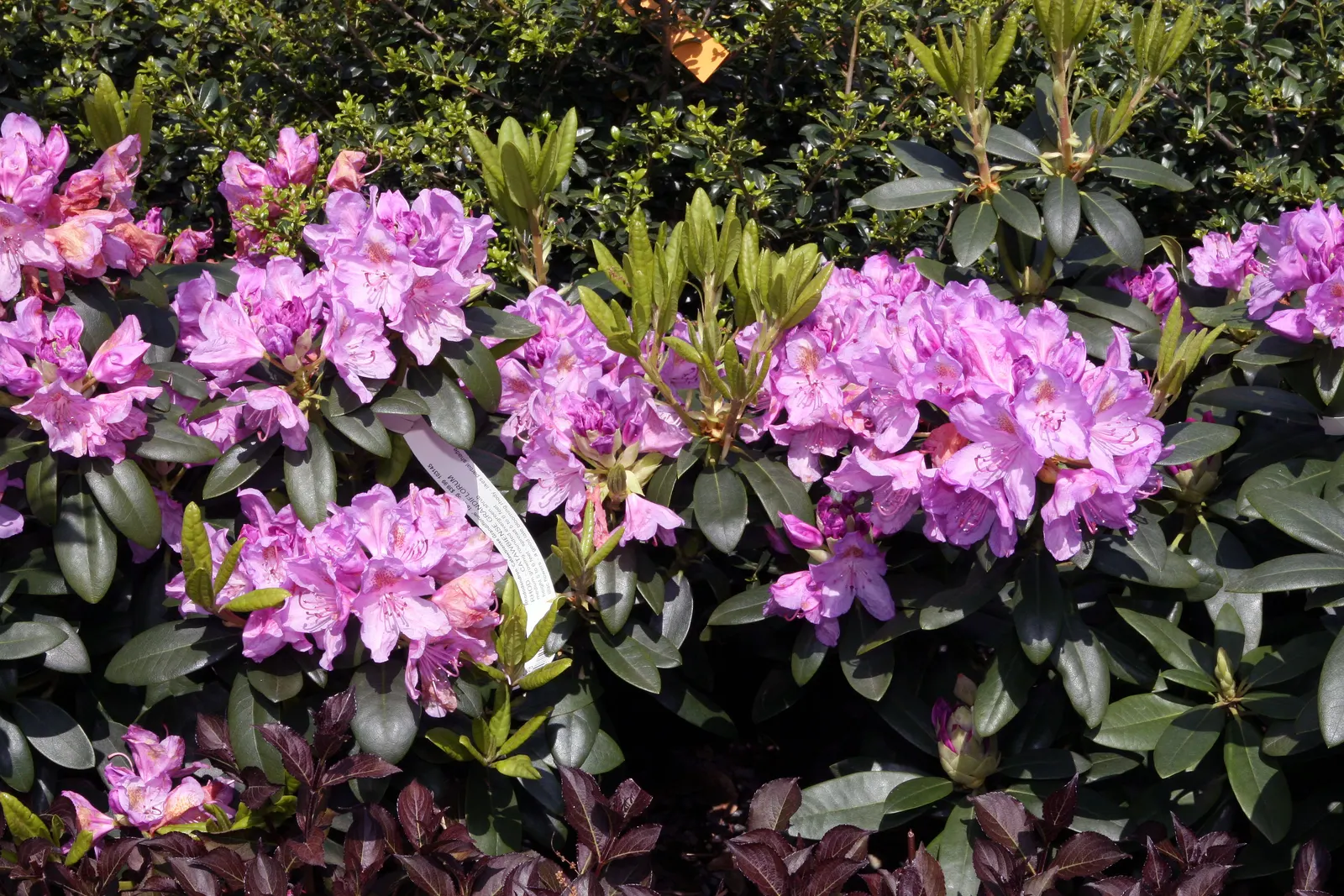 Catawba Rhododendron (Rhododendron Catawbiense) — commonly known as Catawba Rhododendron; preferring well-drained, acidic soil, it requires partial, image 55