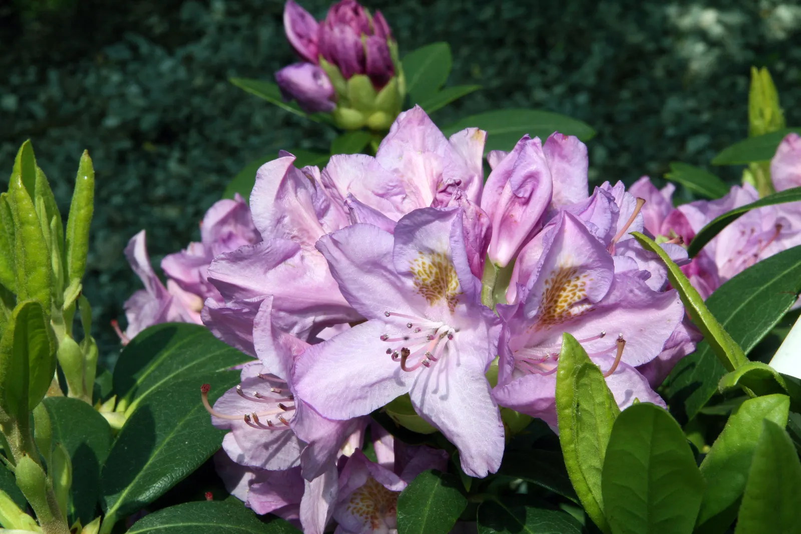 Catawba Rhododendron (Rhododendron Catawbiense) — this rhododendron thrives in well-drained; native to the Southern Appalachians