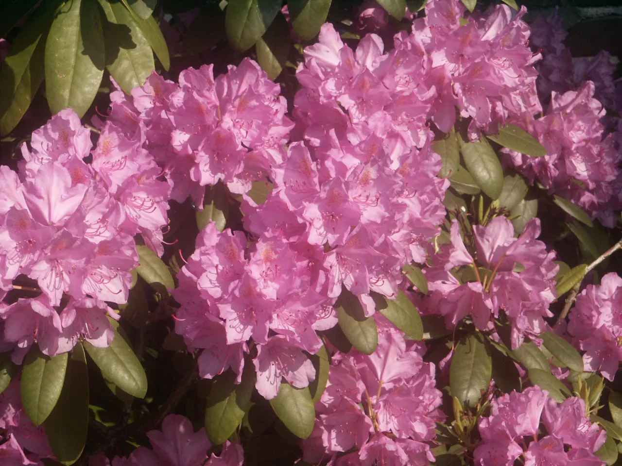 Catawba Rhododendron (Rhododendron Catawbiense) — Native to the Southern Appalachians; shrub with pink blooms, image 62
