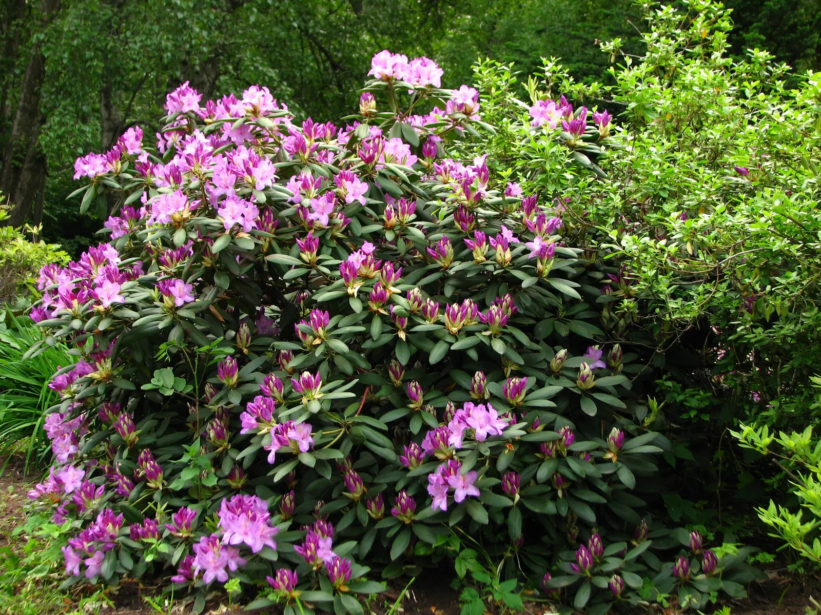 Catawba Rhododendron (Rhododendron Catawbiense) — ensuring consistent moisture without waterlogging the roots; sometimes with dapples of yellow or brown within