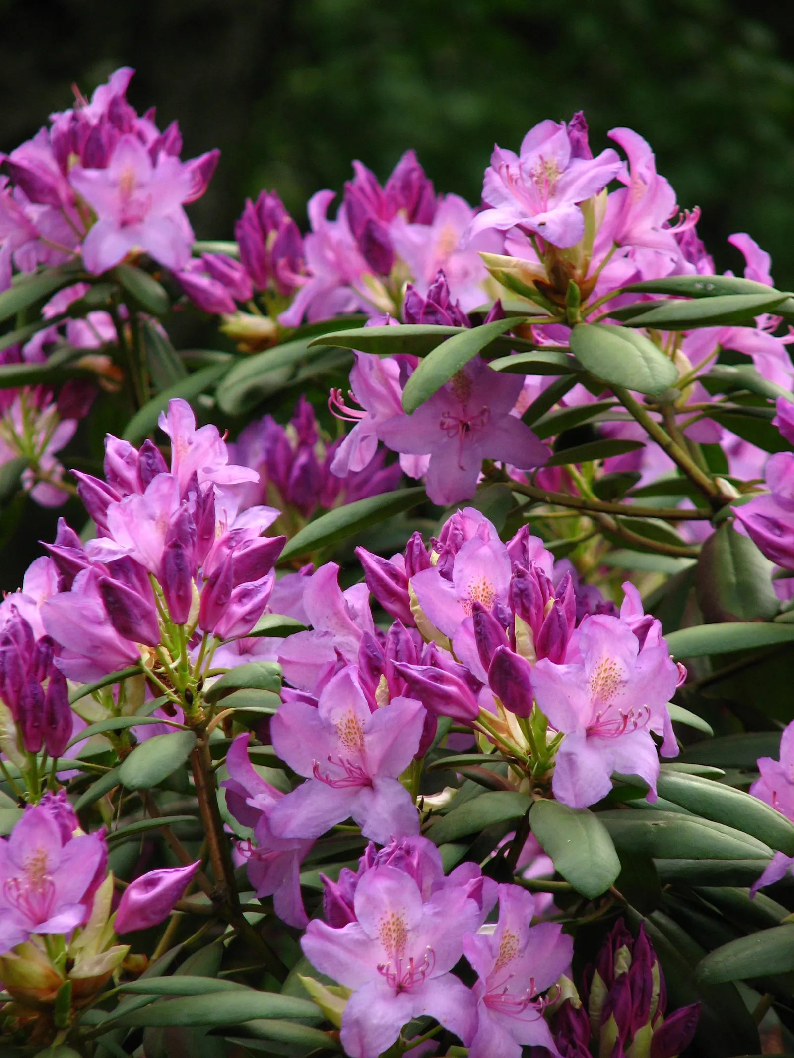 Catawba Rhododendron (Rhododendron Catawbiense) — deep green leaves provide a rich backdrop to the plant's showy blooms; shrub for half or shade