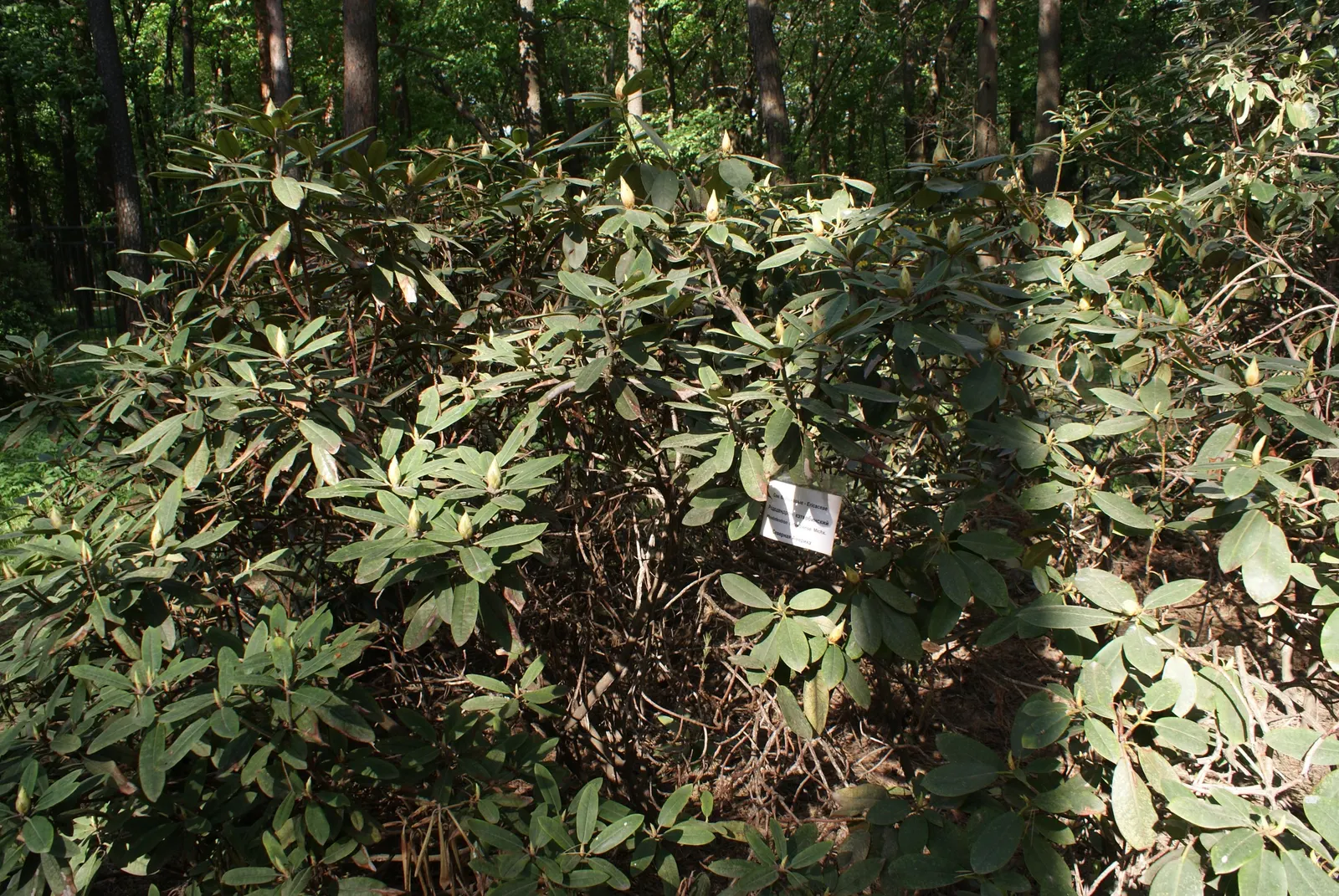 Catawba Rhododendron (Rhododendron Catawbiense) — shrub with pink blooms