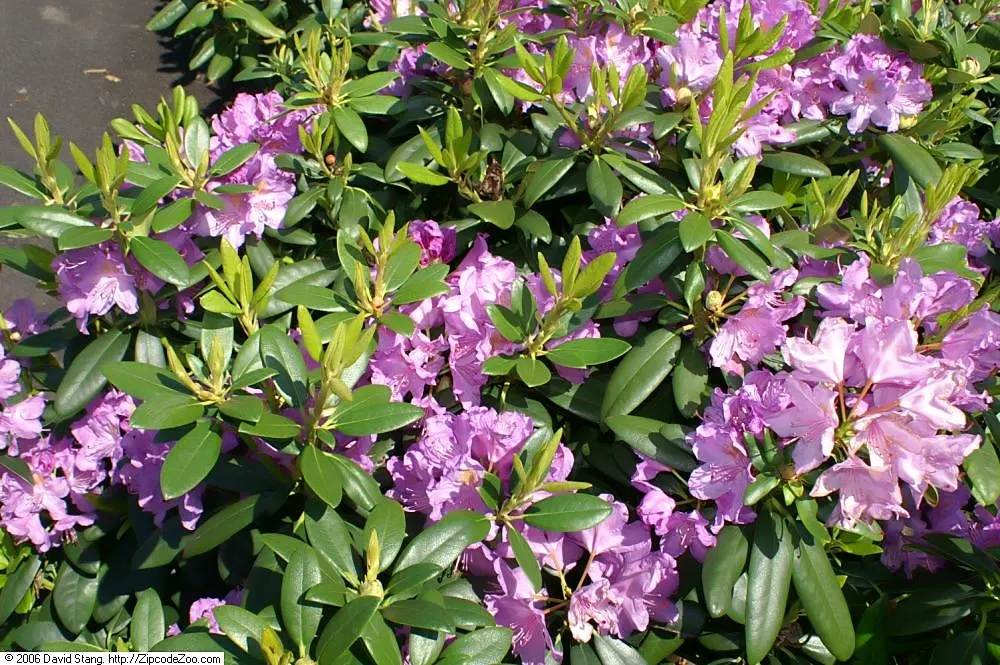 Catawba Rhododendron (Rhododendron Catawbiense) — pink flowers in the garden; the Catawba Rhododendron presents a commanding presence