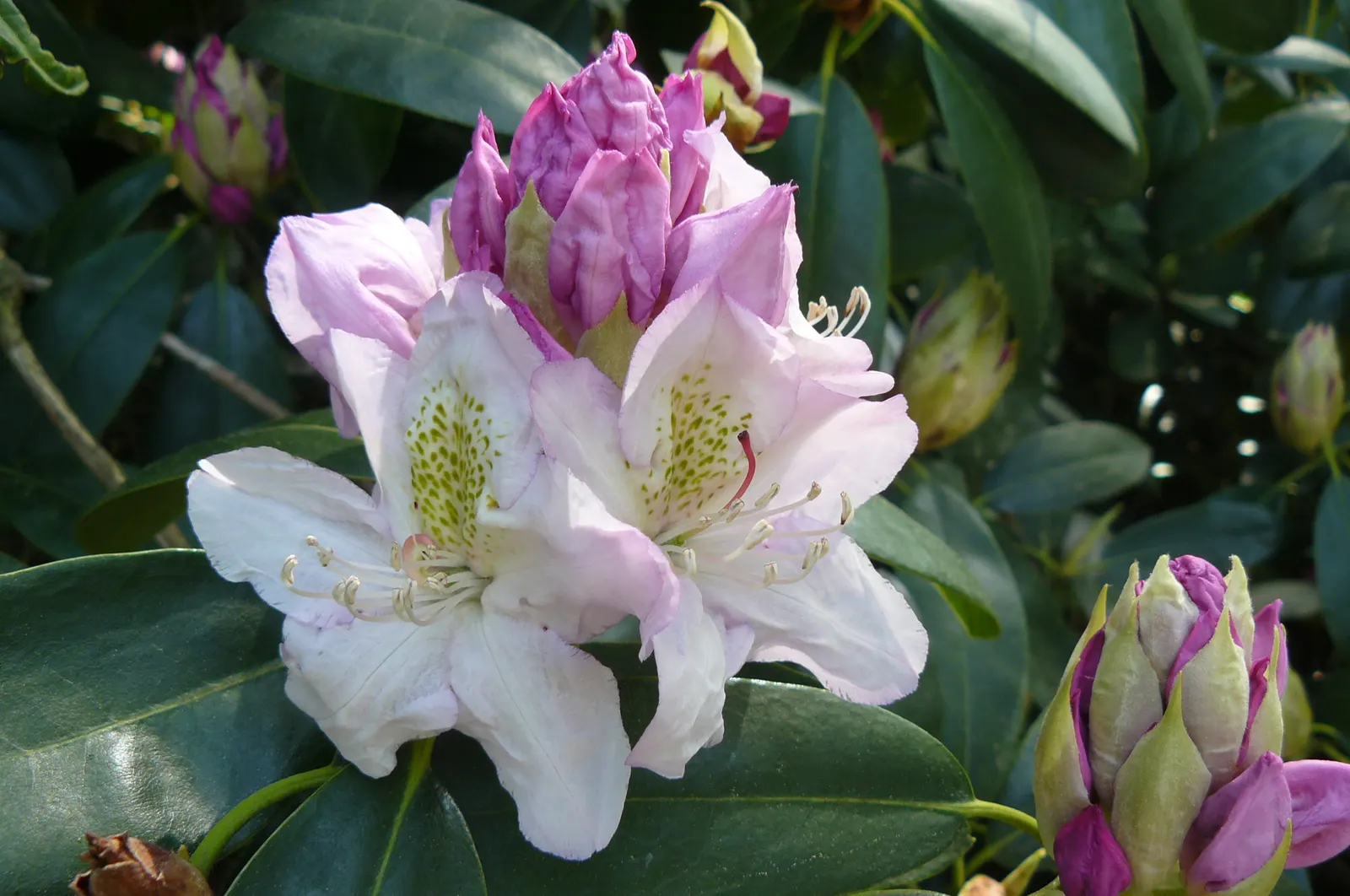 Catawba Rhododendron (Rhododendron Catawbiense) — Its sturdy nature is complemented by dark, leathery leaves that measure around 4 to 6 inches, image 65