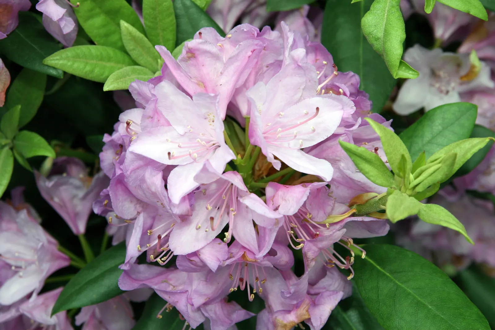 Catawba Rhododendron (Rhododendron Catawbiense) — It's excellent for mass planting and woodland gardens, image 32