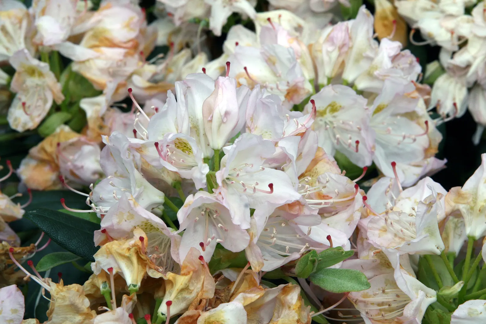 Catawba Rhododendron (Rhododendron Catawbiense) — commonly known as Catawba Rhododendron; preferring well-drained, acidic soil, it requires partial shade