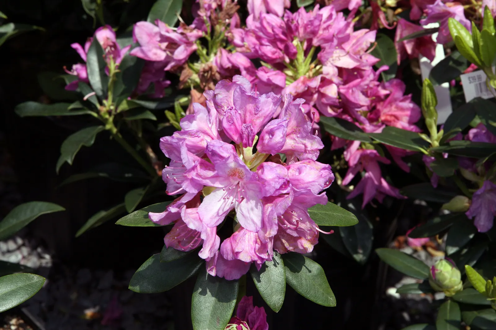 Catawba Rhododendron (Rhododendron Catawbiense) — painting the shrub in hues of lavender to purple