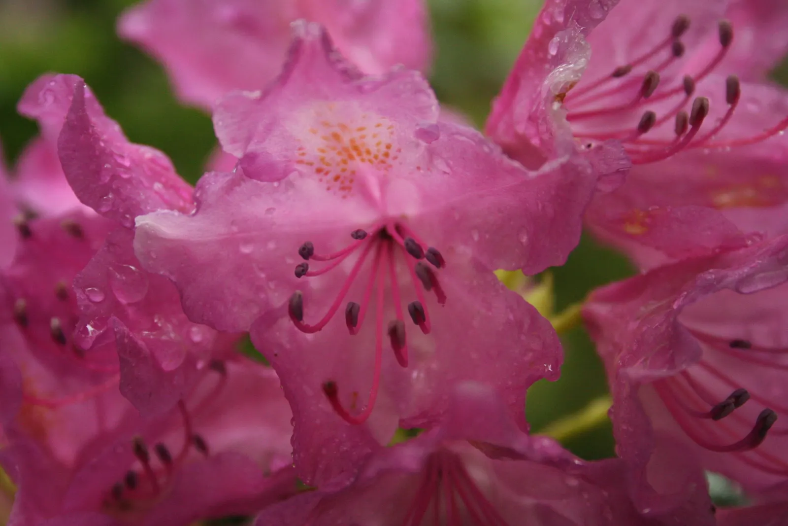 Catawba Rhododendron (Rhododendron Catawbiense) — Thriving in USDA zones 4-8, it bears clusters of vivid purple blooms in late spring