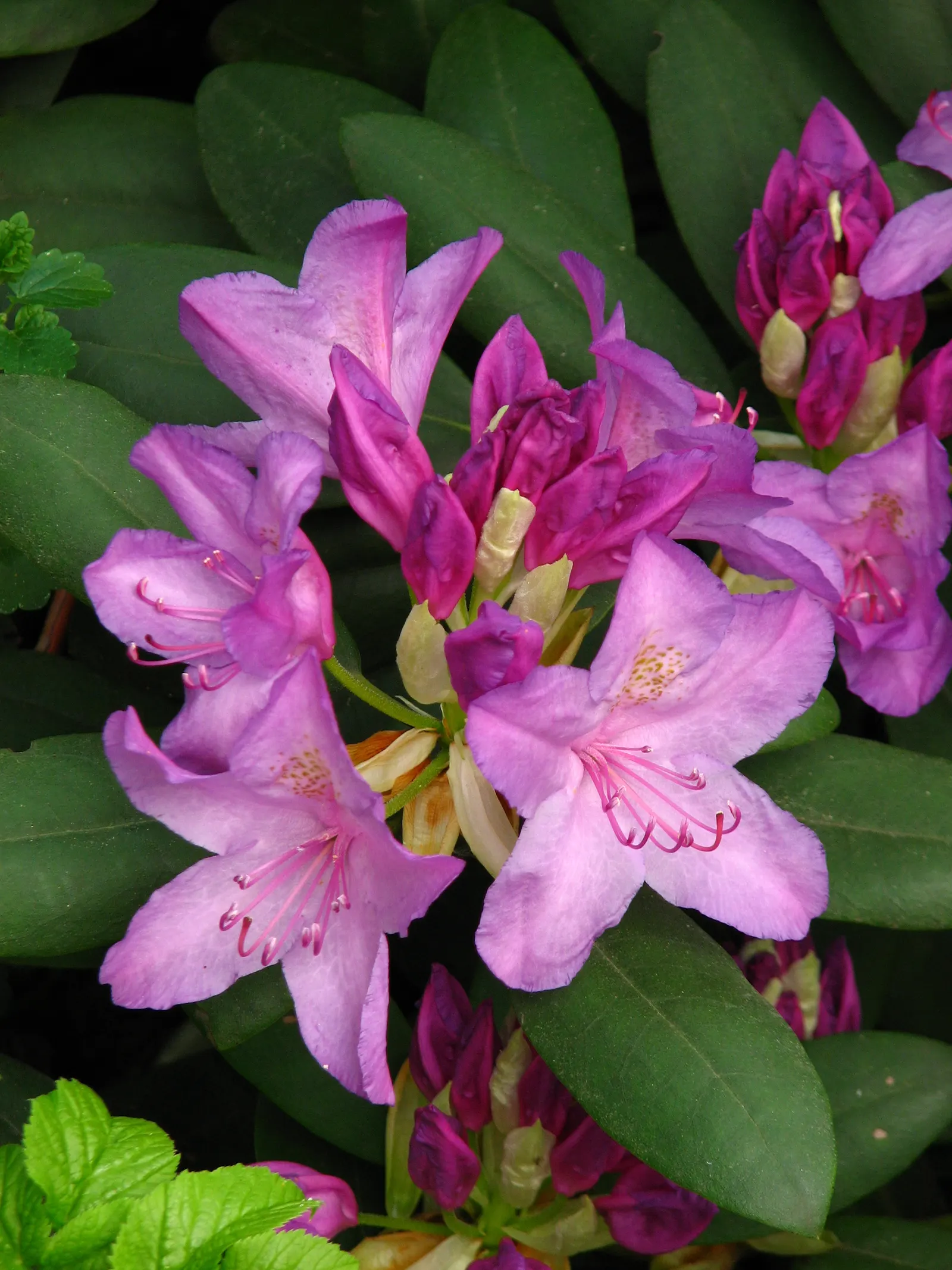 Catawba Rhododendron (Rhododendron Catawbiense) — leathery leaves providing year-round interest; deep green leaves provide a rich backdrop to the plant's showy