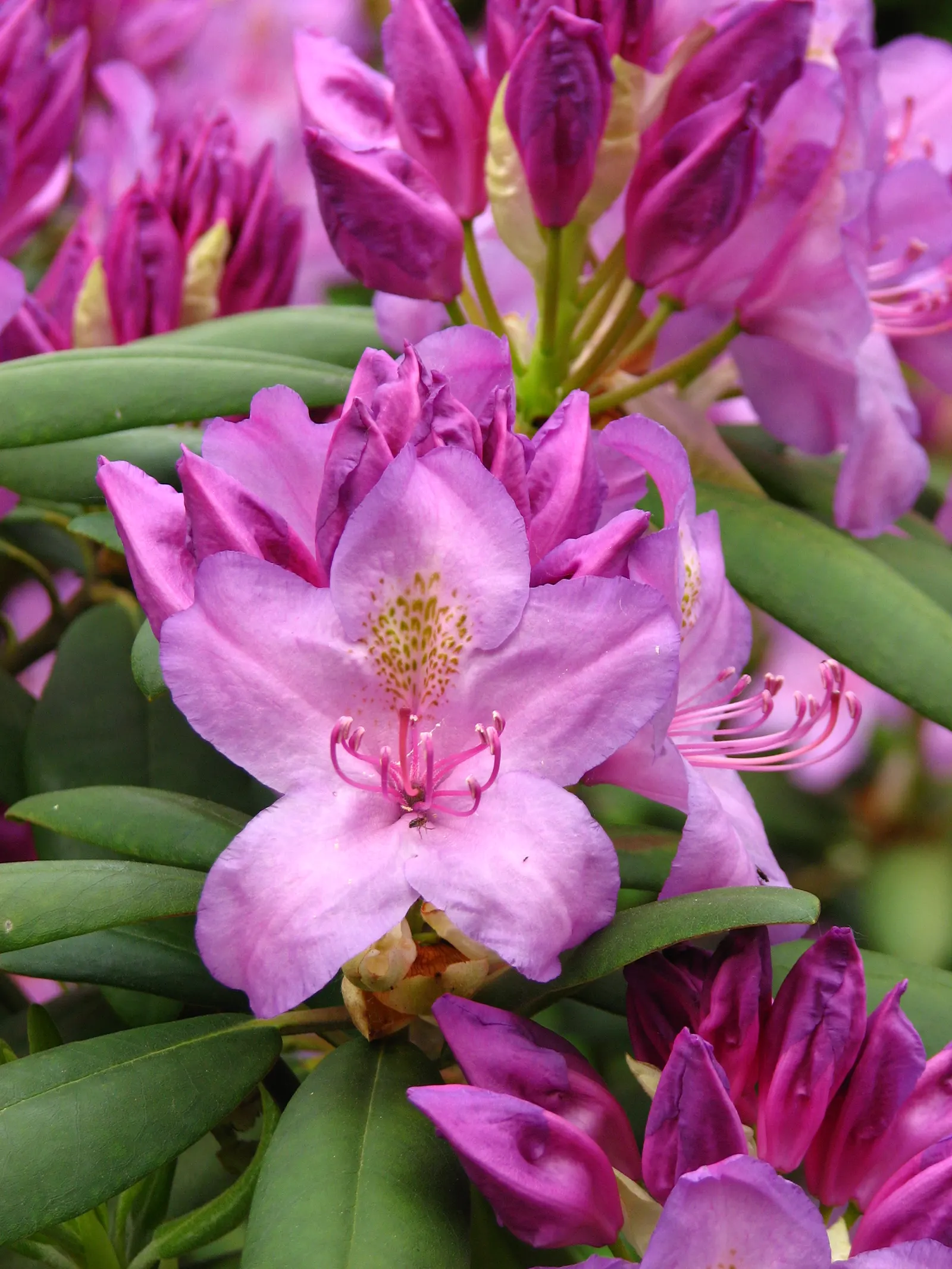Catawba Rhododendron (Rhododendron Catawbiense) — allow ample space for the Catawba Rhododendron to reach its full size; is an evergreen shrub reaching 6-10