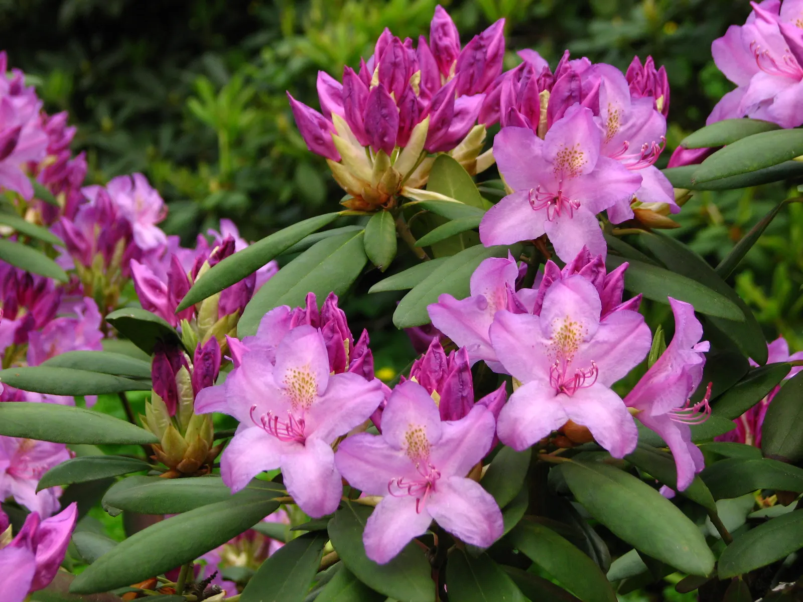 Catawba Rhododendron (Rhododendron Catawbiense) — pink flowers in the garden