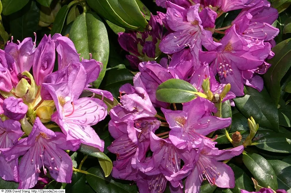 Catawba Rhododendron (Rhododendron Catawbiense) — or as a naturalized element in woodland settings for year-round interest; thriving in USDA zones 4-8, it
