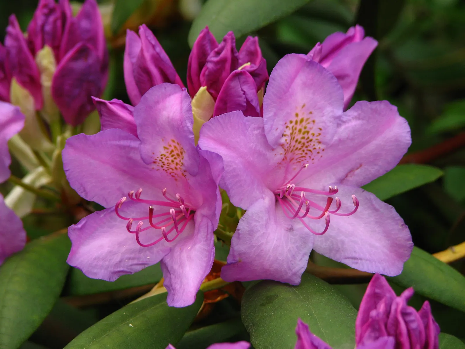 Catawba Rhododendron (Rhododendron Catawbiense) — leathery leaves providing year-round interest; deep green leaves provide a rich backdrop to the, image 60