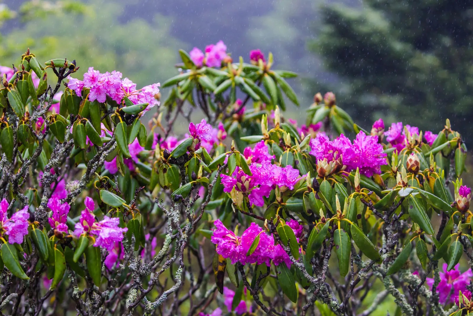 Catawba Rhododendron (Rhododendron Catawbiense) — Preferring well-drained, acidic soil, it requires partial shade; pink flowers in the garden