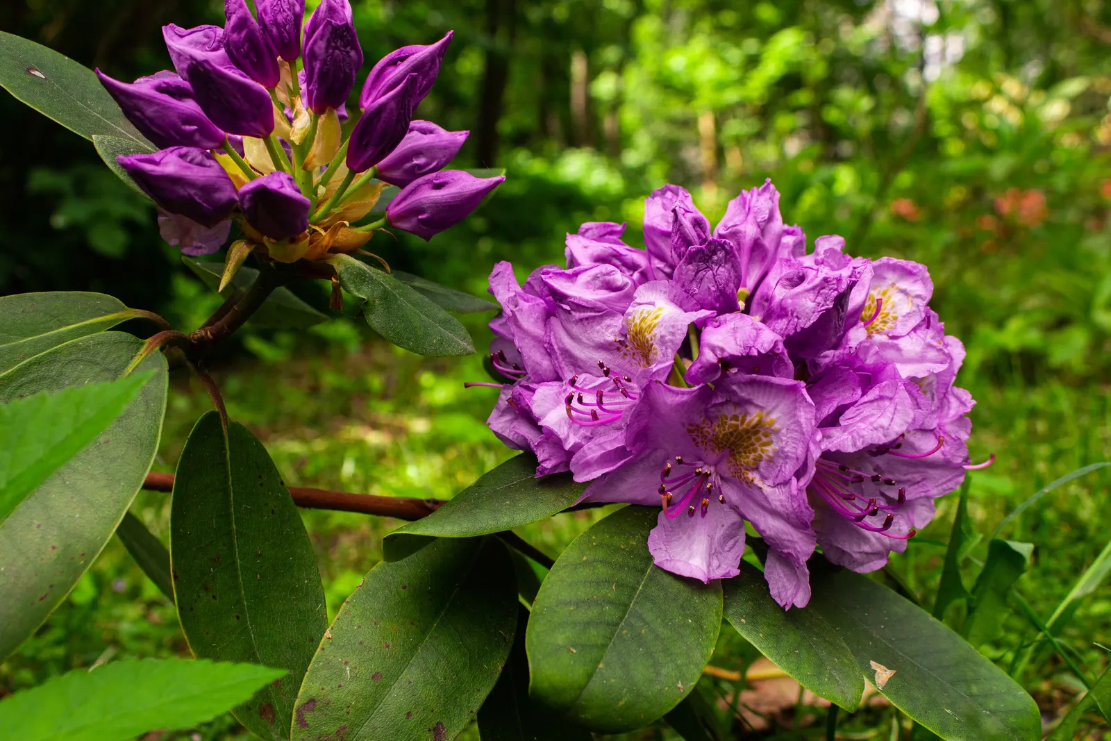 Catawba Rhododendron (Rhododendron Catawbiense) — Consider incorporating this stunning shrub as a foundation plant, image 50