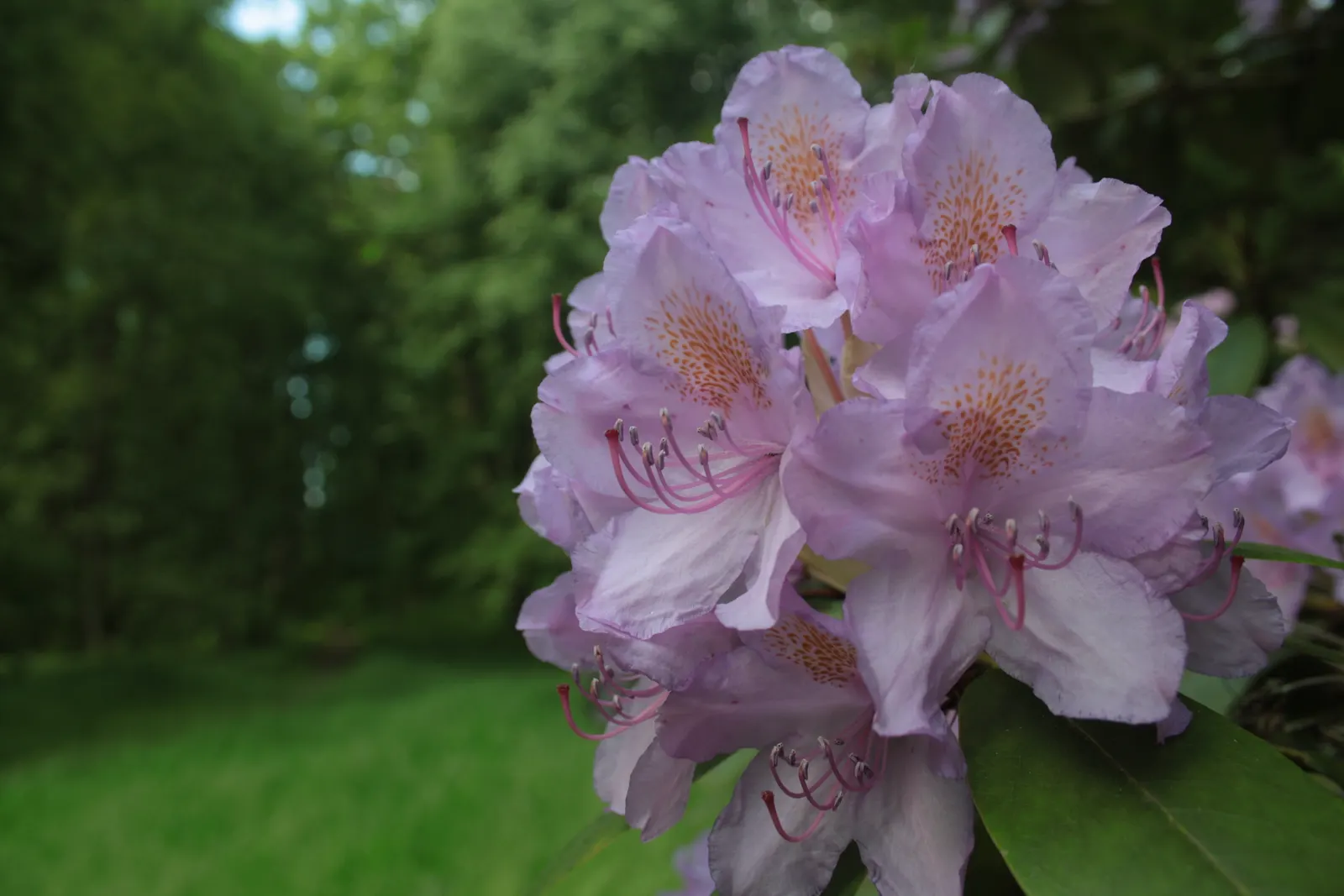 Catawba Rhododendron (Rhododendron Catawbiense) — Space 4-6 feet apart for landscape design; when designing your landscape, image 61