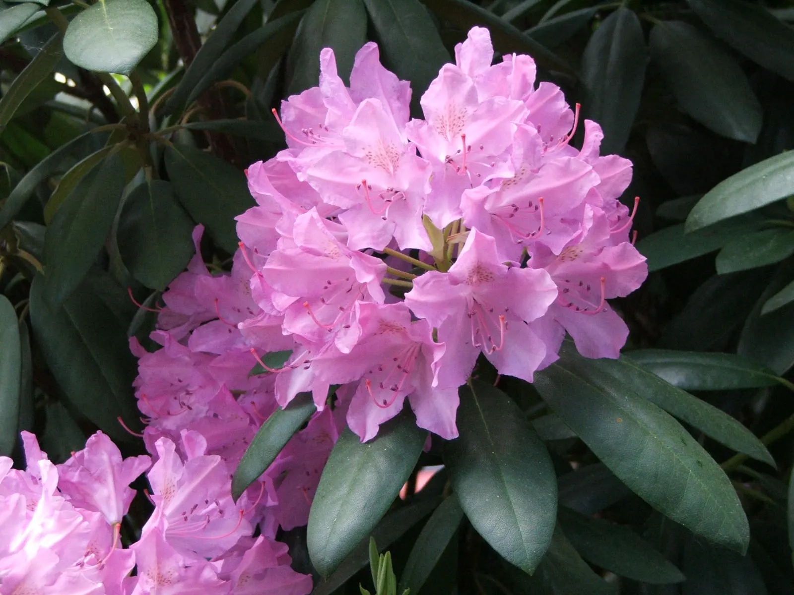 Catawba Rhododendron (Rhododendron Catawbiense) — this rhododendron thrives in well-drained