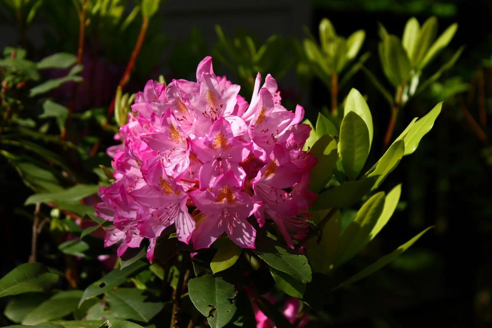 Catawba Rhododendron (Rhododendron Catawbiense) — Preferring well-drained, acidic soil, it requires partial shade; pink flowers in the garden, image 58