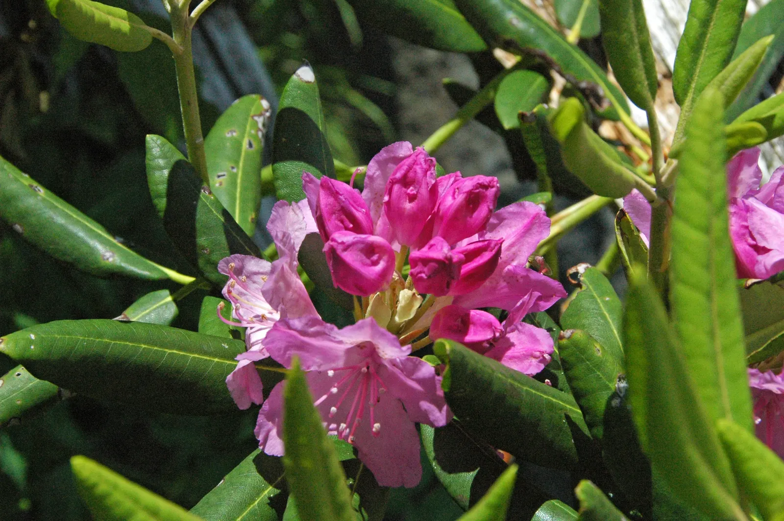 Catawba Rhododendron (Rhododendron Catawbiense) — deep green leaves provide a rich backdrop to the plant's showy blooms; shrub for half or shade, image 66
