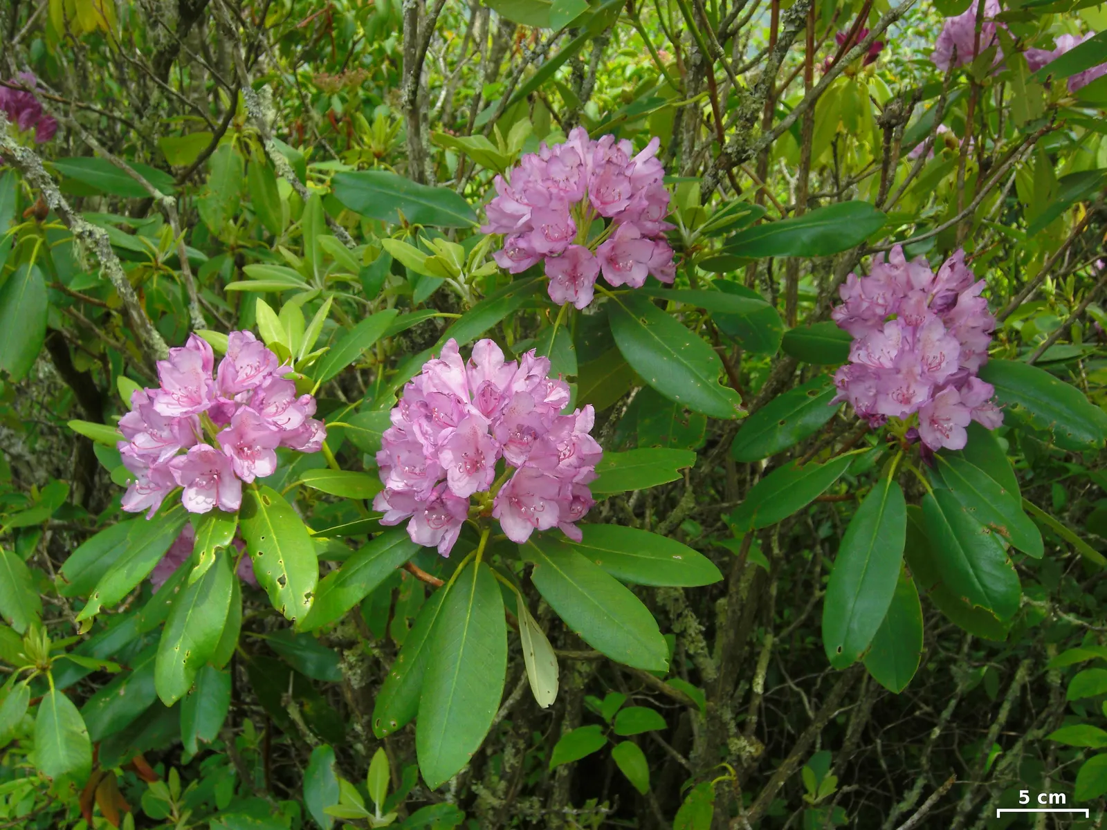 Catawba Rhododendron (Rhododendron Catawbiense) — and consider its water needs