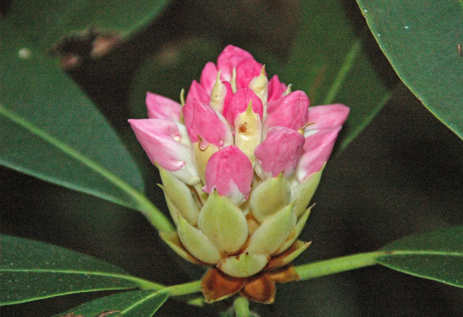 Catawba Rhododendron (Rhododendron Catawbiense) — Thriving in USDA zones 4-8, it bears clusters of vivid purple blooms in late spring; it prefers, image 57