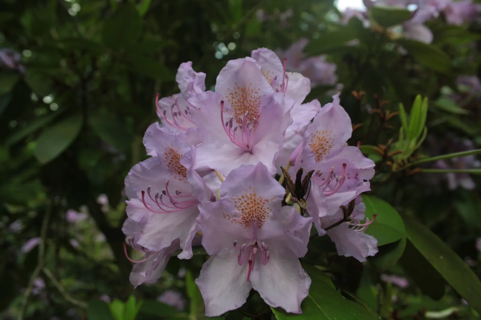 Catawba Rhododendron (Rhododendron Catawbiense) — shrub for half or shade; or as a naturalized element in woodland settings for year-round interest