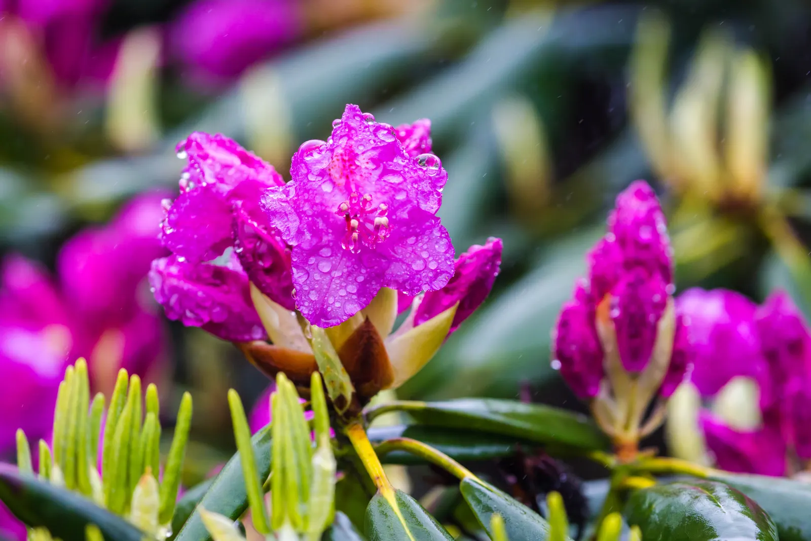 Catawba Rhododendron (Rhododendron Catawbiense) — Native to the Southern Appalachians; shrub with pink blooms