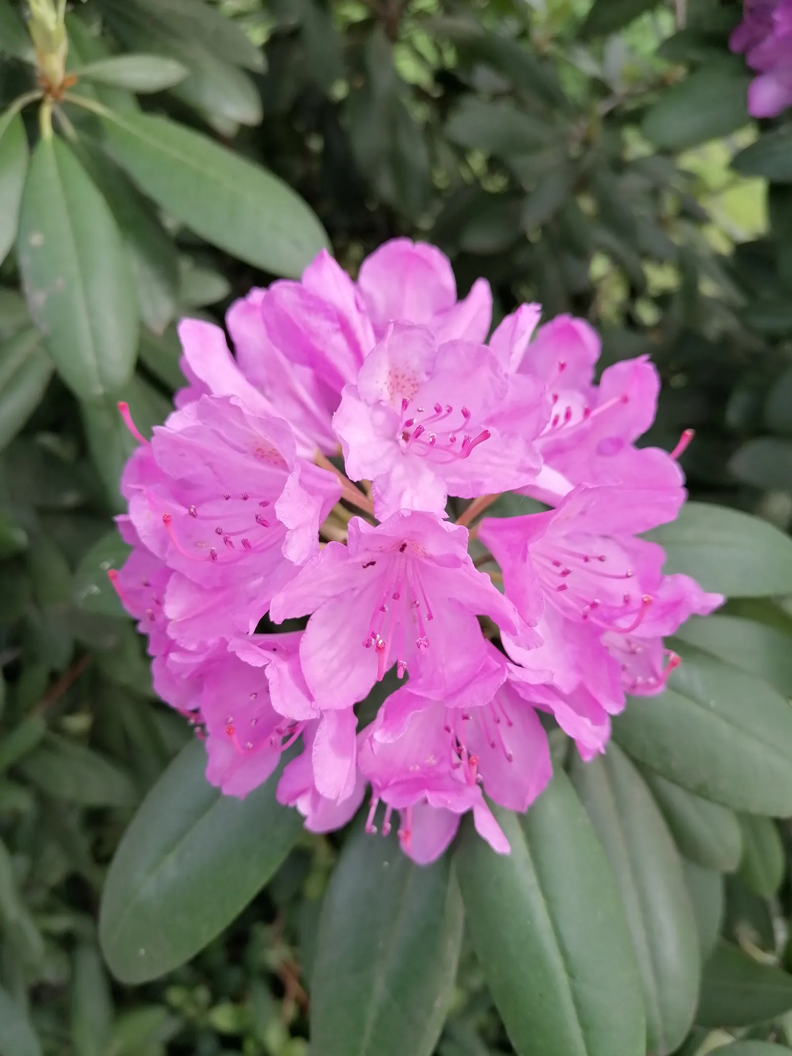 Catawba Rhododendron (Rhododendron Catawbiense) — the Catawba Rhododendron presents a commanding presence