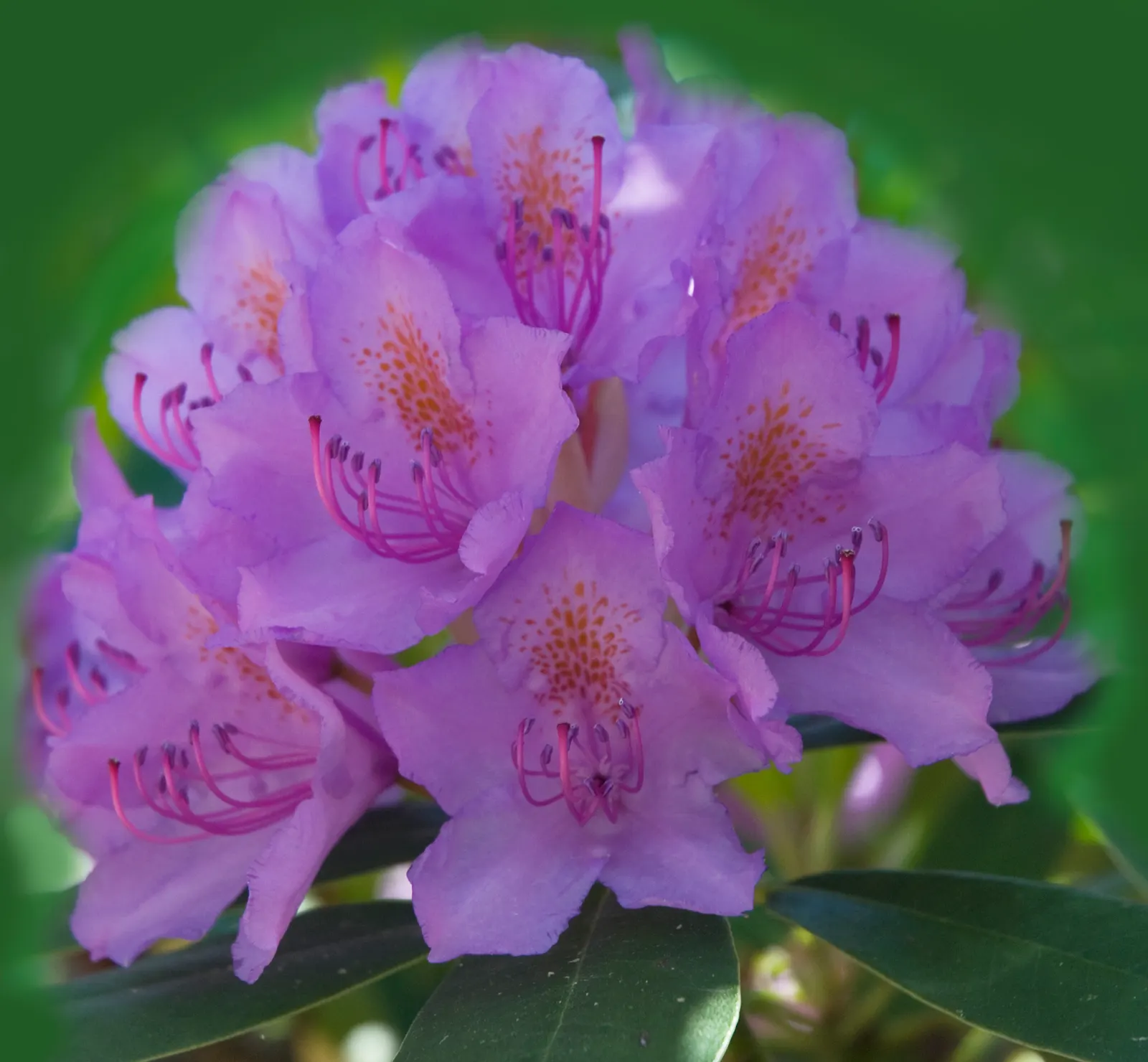 Catawba Rhododendron (Rhododendron Catawbiense) — sometimes with dapples of yellow or brown within the throat.<br><br>Ideal for zones 4 through 8; commonly