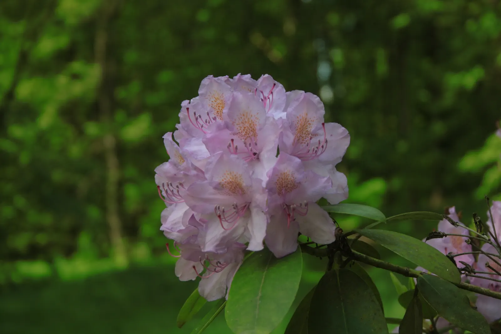 Catawba Rhododendron (Rhododendron Catawbiense) — this species is well-adapted to a variety of conditions; leathery leaves providing year-round, image 63