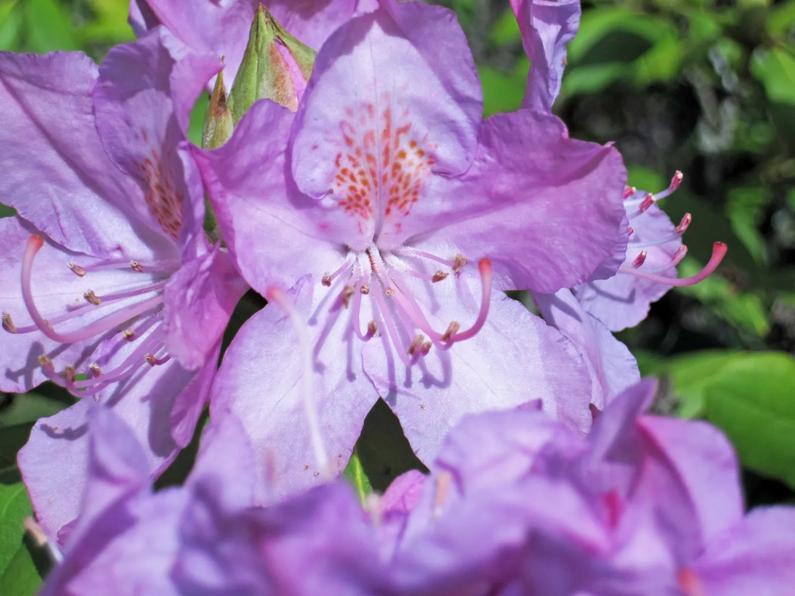 Catawba Rhododendron (Rhododendron Catawbiense) — Consider incorporating this stunning shrub as a foundation plant