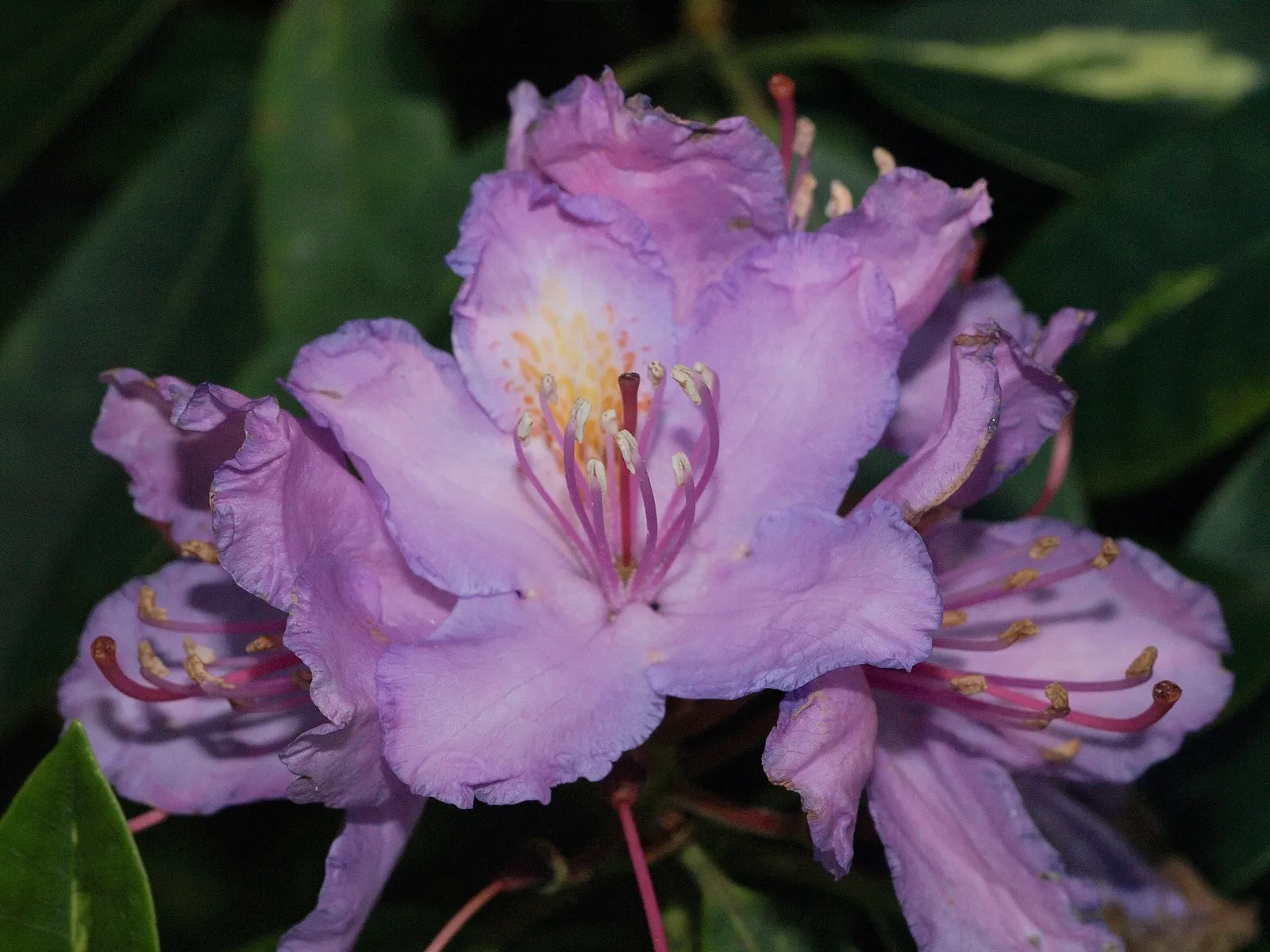 Catawba Rhododendron (Rhododendron Catawbiense) — painting the shrub in hues of lavender to purple; and consider its water needs