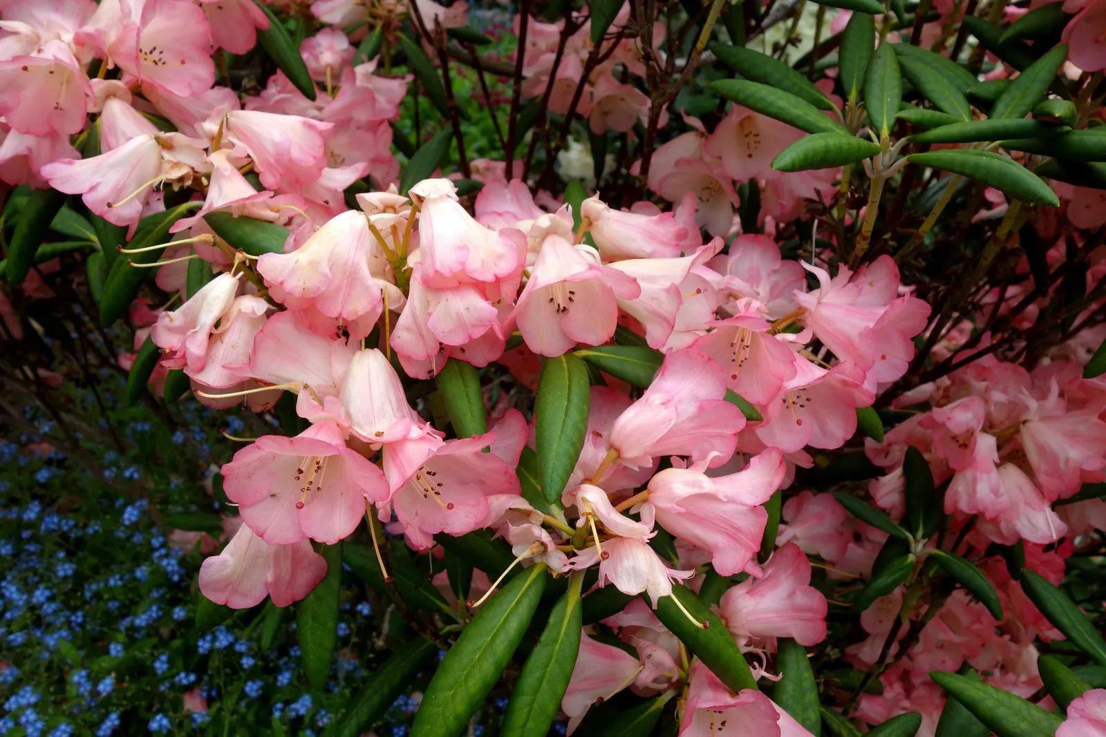 Catawba Rhododendron (Rhododendron Catawbiense) — is an evergreen shrub reaching 6-10 feet in height with a similar spread; its sturdy nature is complemented