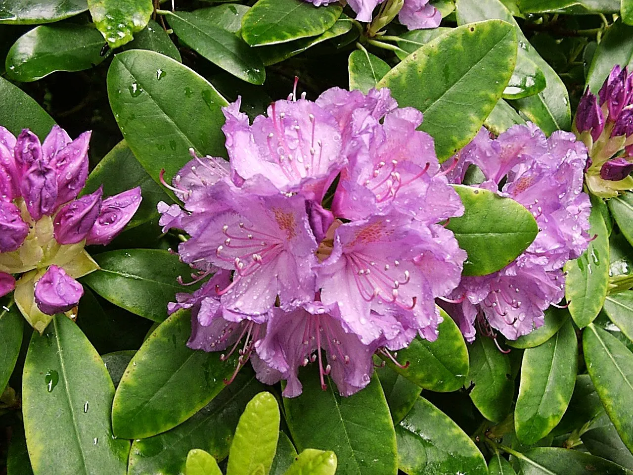 Catawba Rhododendron (Rhododendron Catawbiense) — Its sturdy nature is complemented by dark, leathery leaves that measure around 4 to 6 inches long; allow